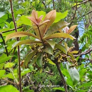 Badula grammisticta Bois de savon Primulaceae Endémique La Réunion 947.jpeg